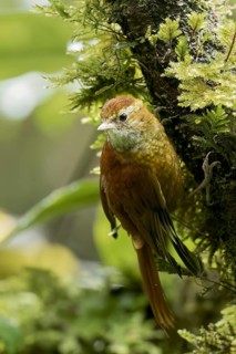Ruddy Treerunner (Margarornis rubiginosus) perched on a branch in Panama