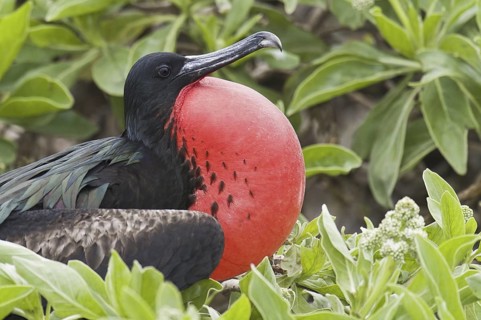 Great Frigatebird (Fregata minor), Hawaii, USA