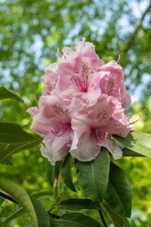 Rhododendron blossom (Rhododendron Pink Pearl), Emsland, Lower Saxony, Germany