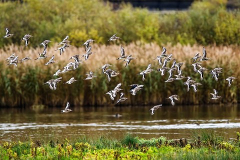 Black-tailed Godwits, Limosa limosa, birds in flight over marshes, Devon, England, United Kingdom