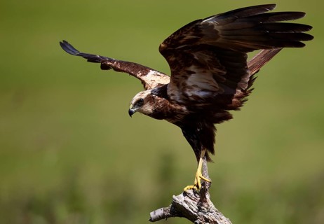 Western Marsh Harrier (Circus aeruginosus) female, Mecklenburg-Western Pomerania, Germany