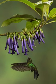 Tourlamine Sunangel (Heliangelus exortis) flying while feeding at a flower in Ecuador