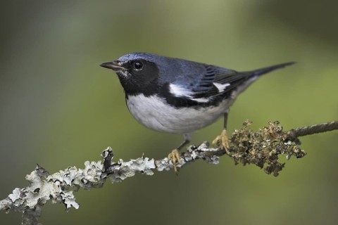 Black-throated Blue Warbler (Setophaga caerulescens) male, British Columbia, Canada