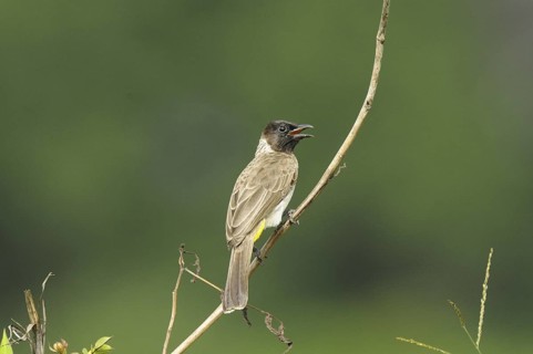 Common Bulbul (Pycnonotus barbatus) singing, Malindi, Kenya