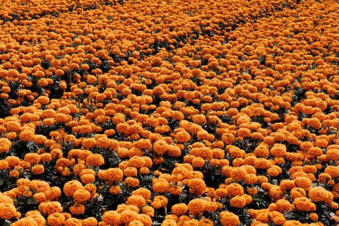 A vibrant field of Cempasuchil flowers in Xochimilco, Mexico, symbolizing the Day of the Dead.