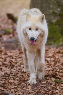 A lively white wolf moves along a path surrounded by autumn leaves, Arctic wolf (Canis lupus