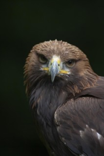 Golden eagle (Aquila chrysaetos) adult bird head portrait, England, United Kingdom