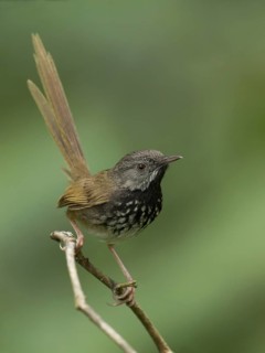 Black-throated Prinia (Prinia atrogularis), Darjeeling, India