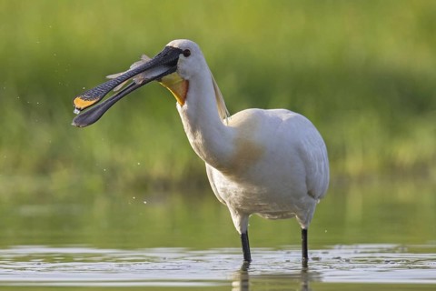 Eurasian Spoonbill (Platalea leucorodia) foraging, Hungary
