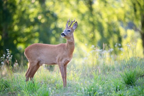 Roe deer (Capreolus capreolus), roebuck in a forest clearing, Tyrol, Austria