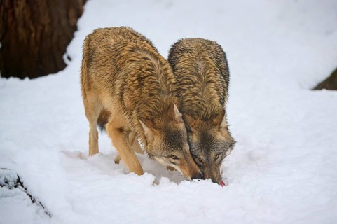 Two concentrated wolves searching together in the snow for something to eat, winter, wolf (Canis