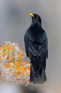 Alpendohle, Alpine Chough, Yellow-billed Chough, Pyrrhocorax graculus, Chocard à bec jaune, Chova