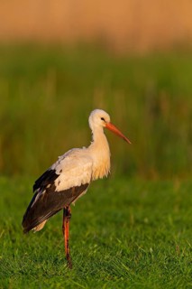 Weißstorch, White Stork, Ciconia ciconia, Cigogne blanche, Cigüeña Blanca, Cigüeña Común