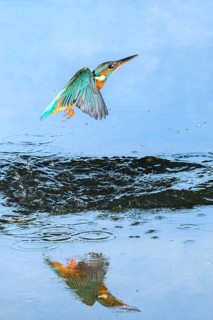 Common kingfisher (Alcedo atthis) flying out of the water after hunting fish, wildife, Catalonia,