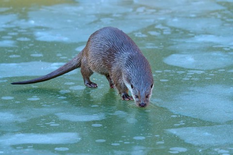 Otter on snow-covered, green ice surface in winter setting, Winter, Otter (Lutra lutra), Hesse,