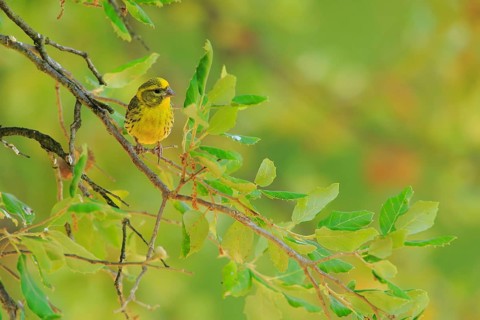European Serin (Serinus serinus) male, Andalusia, Spain