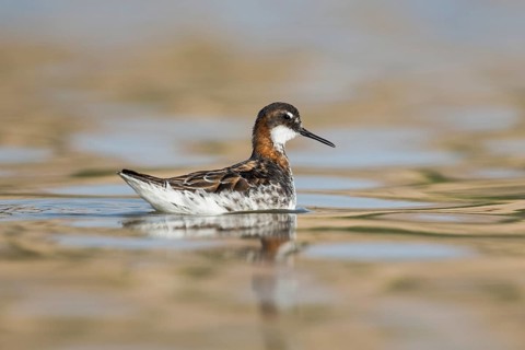 Red-necked Phalarope (Phalaropus lobatus), Eilat, Israel
