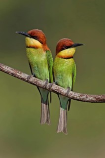Chestnut-headed Bee-eater (Merops leschenaulti) pair, Malaysia
