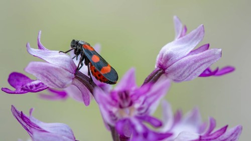 Helm's-orchid (Orchis militaris), Leutra, Jena, Thuringia, Germany