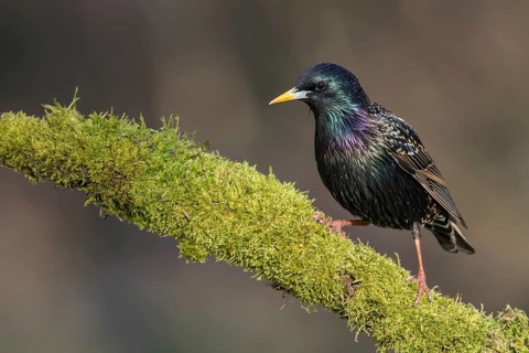 Common Starling (Sturnus vulgaris) perched on an old mossy tree trunk, Poland