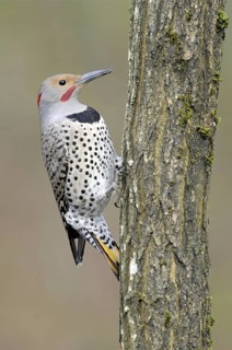 Northern Flicker (Colaptes auratus auratus), British Columbia, Canada