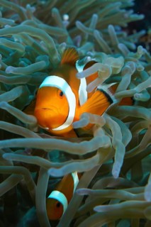 An Ocellaris Clownfish (Amphiprion ocellaris) looks out of the tentacles of a sea anemone with