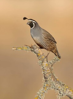 California Quail (Callipepla californica) male, California, USA