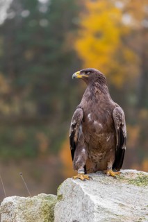 One steppe eagle, Aquila nipalensis, sits on a rock in front of an autumnal coloured forest