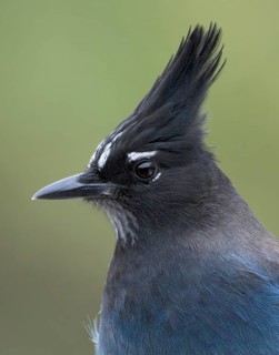 Steller's Jay (Cyanocitta stelleri), Colorado, USA