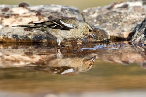 Common Chaffinch (Fringilla coelebs) female, Castile and Leon, Spain