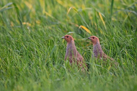 Grey Partridge (Perdix perdix) perched in grass field, North Rhine-Westphalia, Germany