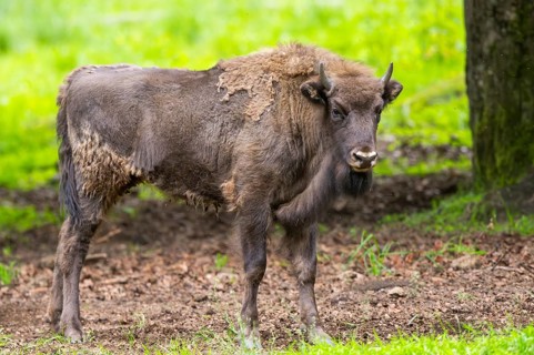 European bison (Bison bonasus) standing under a tree in summer, Bavarian Forest, Germany