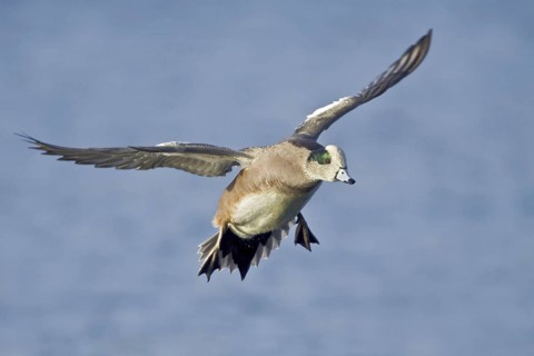 American Wigeon (Mareca americana) male flying, British Columbia, Canada