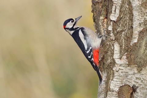 Great spotted woodpecker (Dendrocopus major), male, foraging on the trunk of a common birch (Betula
