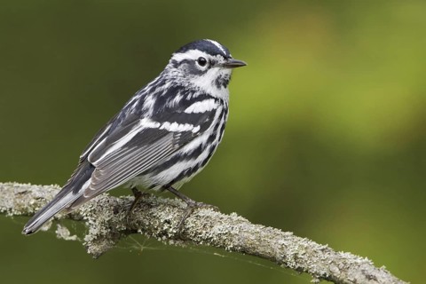 Black-and-white Warbler (Mniotilta varia), Ontario, Canada