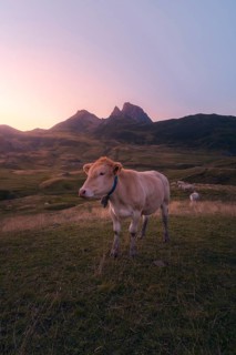 A serene cow stands on lush grass, set against a stunning mountain backdrop at sunset in summer.