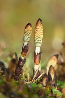 Fertile shoots of field horsetail (Equisetum arvense), Switzerland