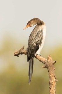 Reed Cormorant (Microcarbo africanus), Gambia