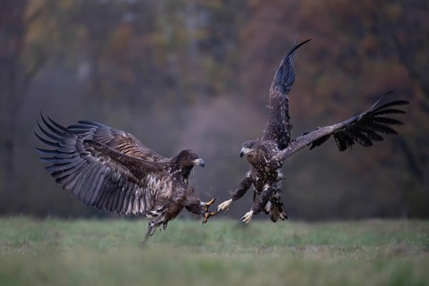 White-tailed eagle (Haliaeetus albicilla), juvenile, young white-tailed eagle with threatening