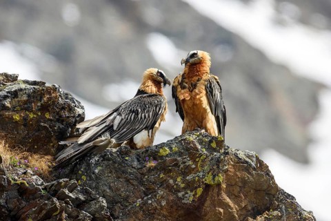 Bearded vultures, couple sitting on rocks, (Gypaetus barbatus), animals, birds of prey, vultures,