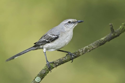Tropical Mockingbird (Mimus gilvus tobagensis), Trinidad and Tobago