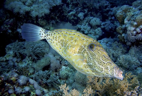 Script filefish (Aluterus scriptus)