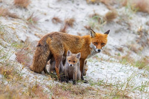Red fox (Vulpes vulpes) female suckling kits, young near burrow, den in the sand dunes along the