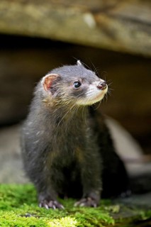 European polecat (Mustela putorius) or forest polecat, standing on woodpile, captive, Switzerland