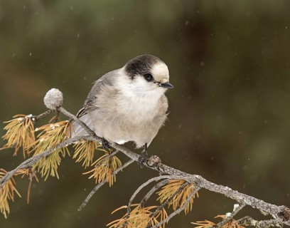 Grey Jay (Perisoreus canadensis), Saskatchewan, Canada