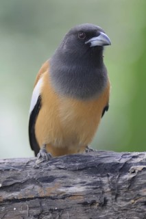 Rufous Treepie (Dendrocitta vagabunda), Keoladeo National Park, India