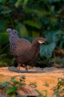 Grey Peacock-Pheasant (Polyplectron bicalcaratum) male foraging, Yunnan, China