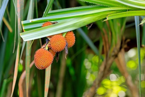 Pandanus affines, genus screw trees, fruits, useful plant, shrub, Singapore, Southeast Asia