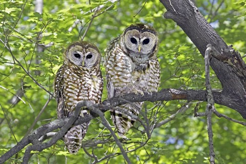 Spotted Owl Strix occidentalis Huachuca Mountains, Cochise County, ARIZONA, United States 17 May