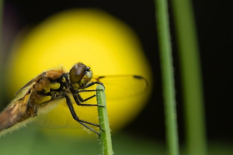 Four spotted chaser dragonfly (Libellula quadrimaculata) adult insect on a plant stem in spring,